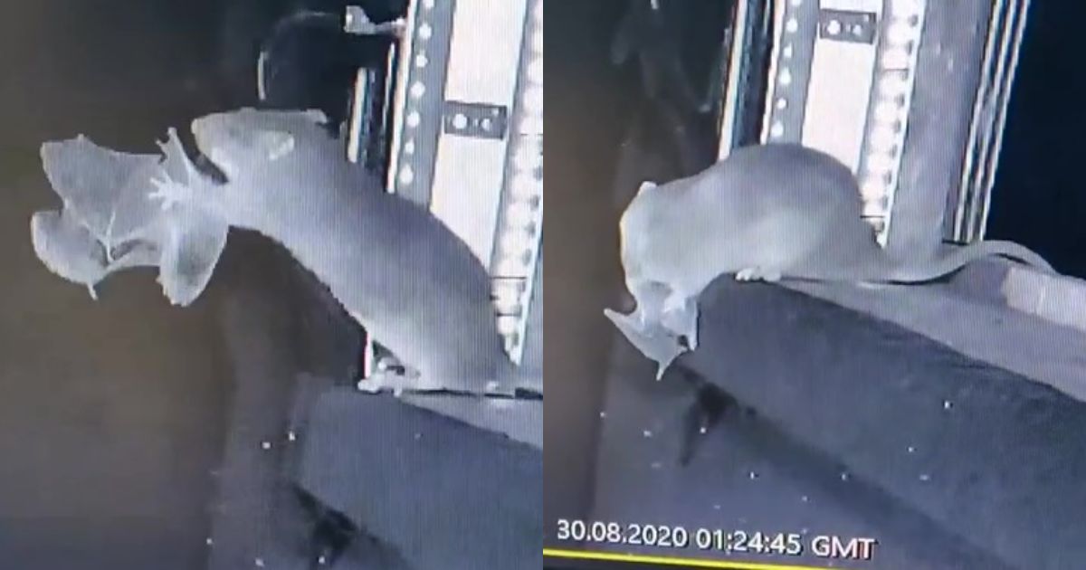 Rato capturou morcego no ar