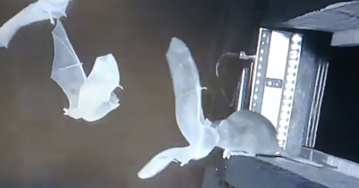 Interação entre ratos e morcegos pode ser um perigo para os humanos