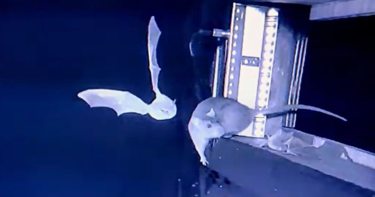 Os dois animais são capazes de transmitir vírus perigosos aos humanos