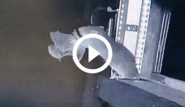 Rato captura morcego em pleno voo e devora animal em comportamento inédito