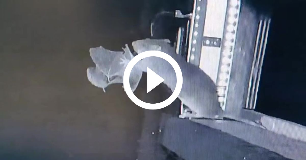 Rato captura morcego em pleno voo e devora animal em comportamento inédito