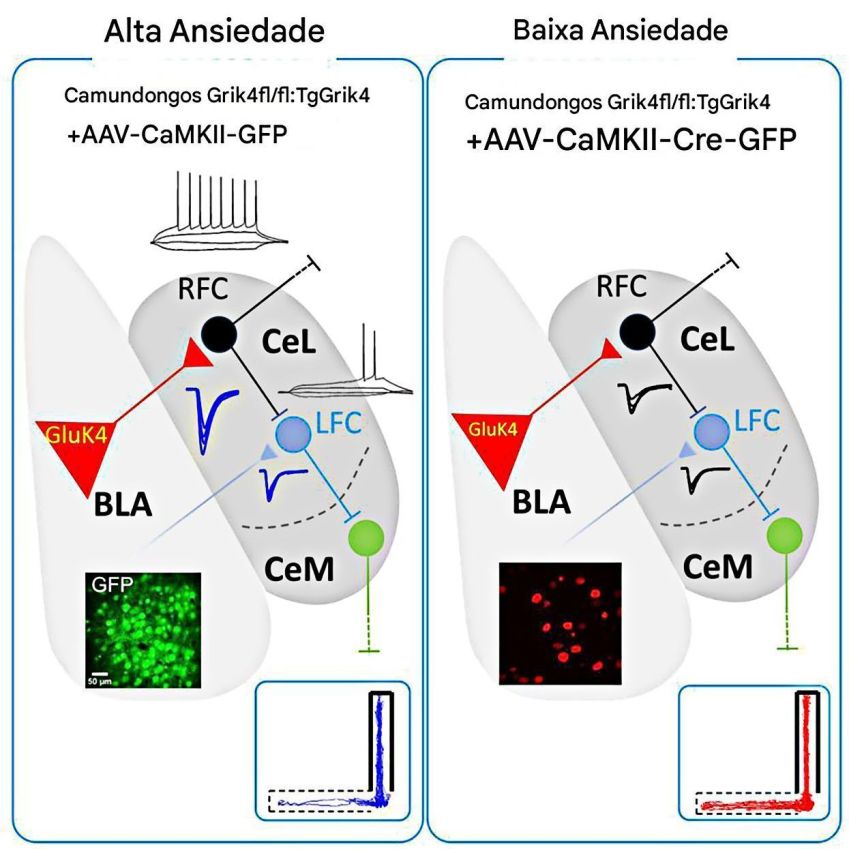 Resumo gráfico do trabalho mostra que a hiperatividade das células regulares desliga o freio das células tardias e dispara a ansiedade • Álvaro García, iScience, 2025/Reprodução