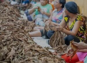 Documentário inédito conta a história das destaladeiras de fumo de Arapiraca