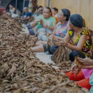 Documentário inédito conta a história das destaladeiras de fumo de Arapiraca