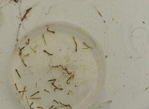 Em Tempo Notícias | O portal de notícias de Turismo e Negócios de Alagoas