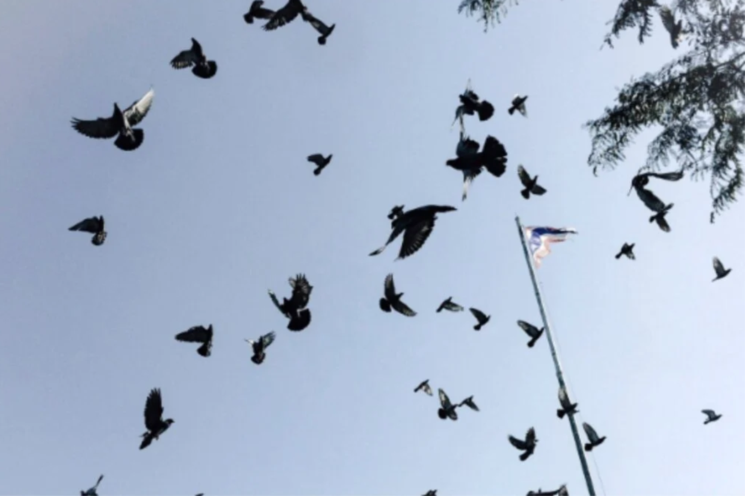 “sexto Sentido” Das Aves