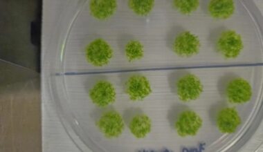 Criaturas resistentes: esporófitos de musgo sobreviveram nove meses no espaço, revela estudo - Um só Planeta