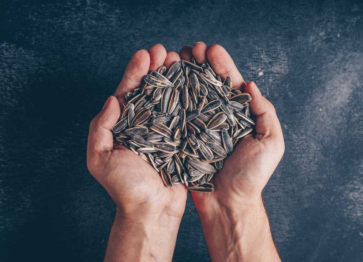 Incrível substituto da carne cria revolução: farinha de girassol é altamente nutritiva e sustentável