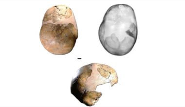 Com 140 Mil Anos, Meninos pode ser Híbrido mais Antigo de Homo Sapiens e Neandertais – Cuiabano News