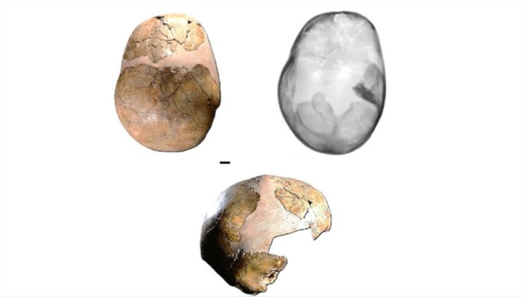 Com 140 Mil Anos, Meninos pode ser Híbrido mais Antigo de Homo Sapiens e Neandertais – Cuiabano News