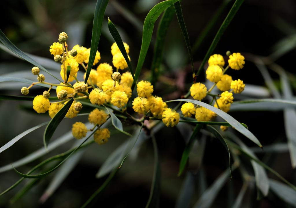 Ecossistema do litoral