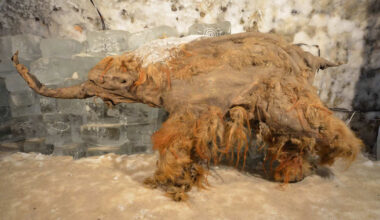 O ARN mais antigo do mundo foi encontrado num mamute lanudo com 40.000 anos