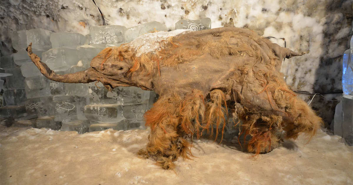 O ARN mais antigo do mundo foi encontrado num mamute lanudo com 40.000 anos