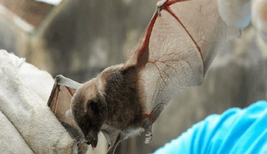 Campo Grande registra 11º caso de morcego com raiva em 2025