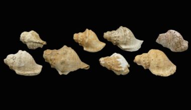 "Telemóveis do Neolítico". Eis como soavam os búzios há seis mil anos na Península Ibérica