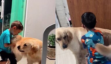 Golden começa a usar o corpo para guiar e proteger menino cego, e mãe se emociona