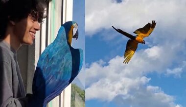 Após 7 anos sem voar, ave reaprende a usar as asas com ajuda de rapaz, e amizade comove milhões