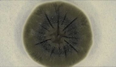 Cientistas estudam fungo que desenvolveu habilidade diferente do esperado