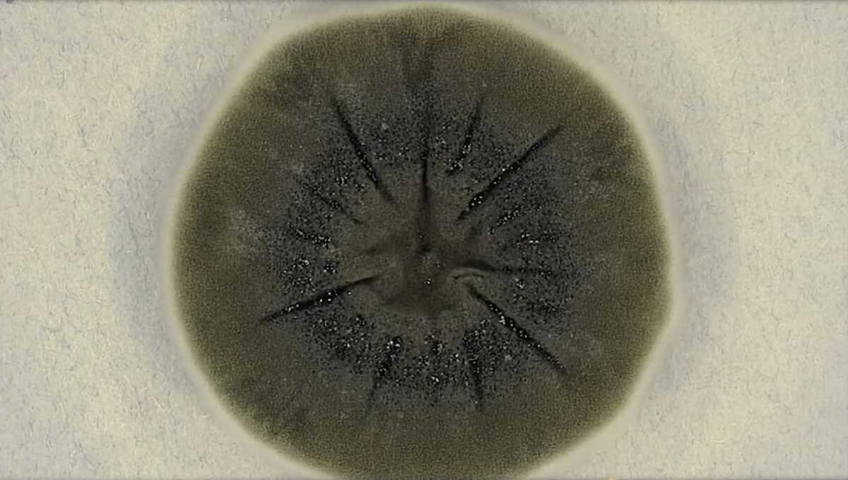 Cientistas estudam fungo que desenvolveu habilidade diferente do esperado