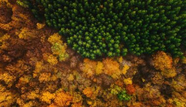 A UE tem um novo grande plano: substituir combustíveis fósseis por árvores. Nem todos gostam