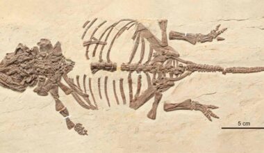 Primeiros filhotes de dinossauros blindados são identificados na China