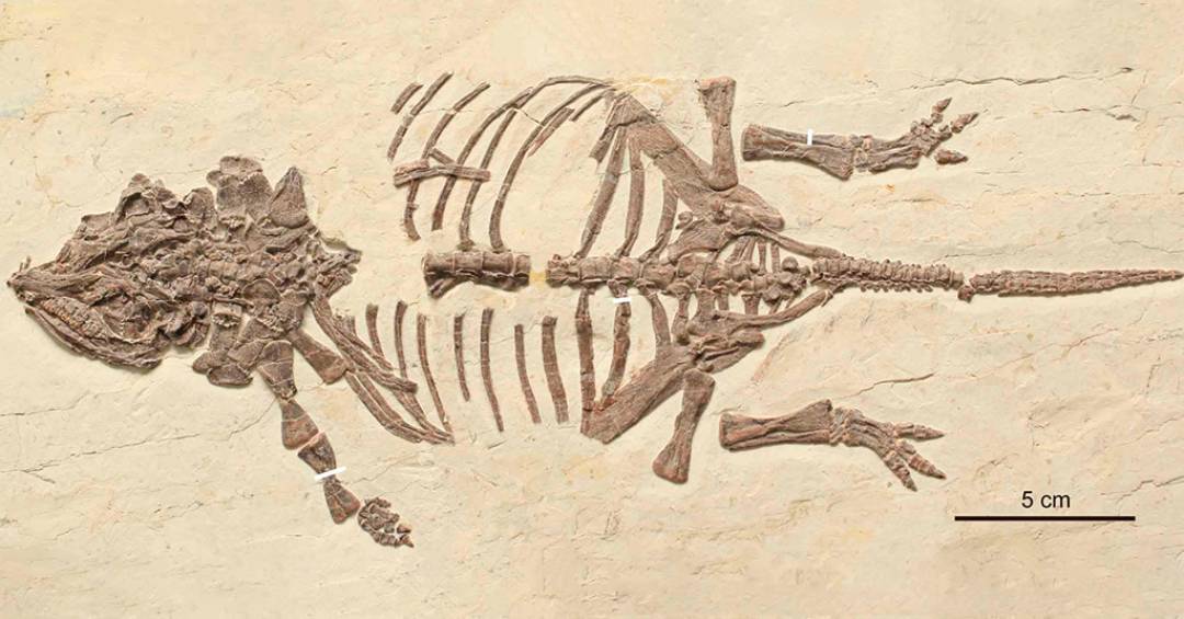 Primeiros filhotes de dinossauros blindados são identificados na China