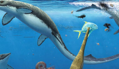 Fósseis do Ártico revelam diversidade de répteis marinhos - 16/12/2025 - Ciência