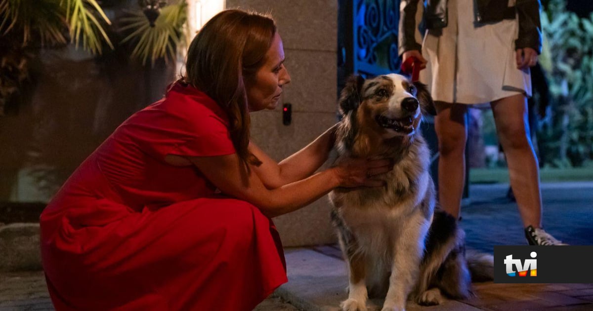 Vem aí em «Terra Forte»: Afinal, Vivi está viva. Mas, pode não estar bem - Novelas