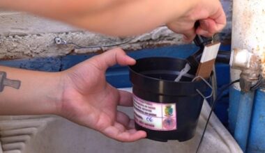 Armadilha com levedo de cerveja é usada para mapear o mosquito da dengue em Passo Fundo 