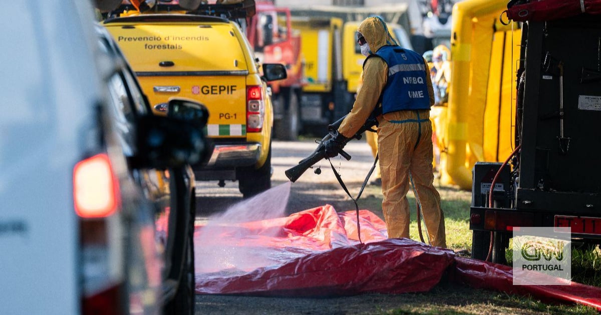 A peste suína africana regressou a Espanha após três décadas e já está a ter impacto em Portugal. Porque é tão grave e como está a afetar os produtores nacionais
