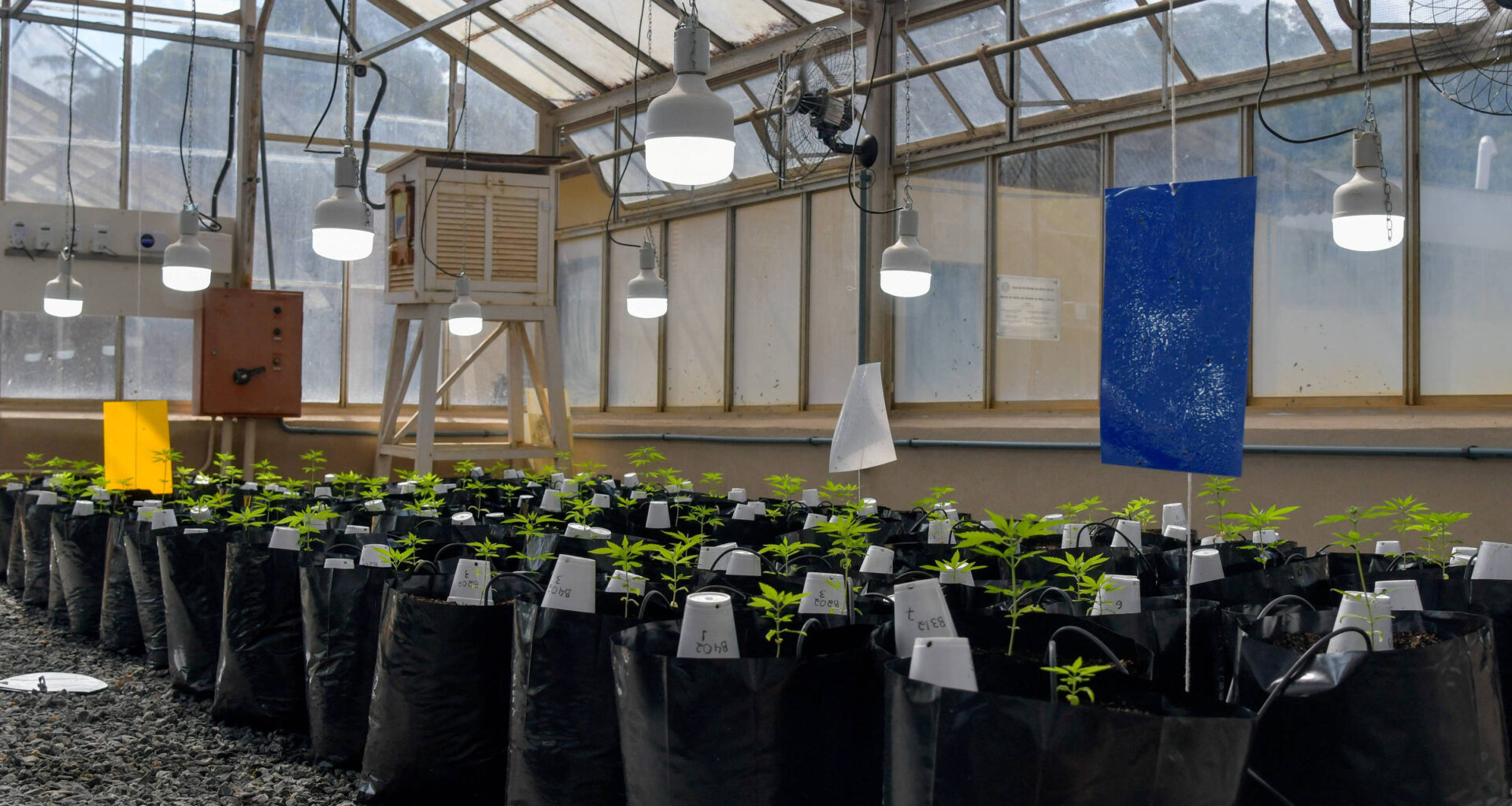 Microdoses de Cannabis pode ajudar idosos com Alzheimer - 04/12/2025 - Equilíbrio e Saúde