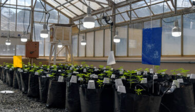 Microdoses de Cannabis pode ajudar idosos com Alzheimer - 04/12/2025 - Equilíbrio e Saúde