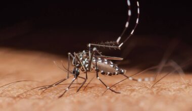 Febre do Nilo confirmada em Portugal, DGAV recomenda vacinação de cavalos