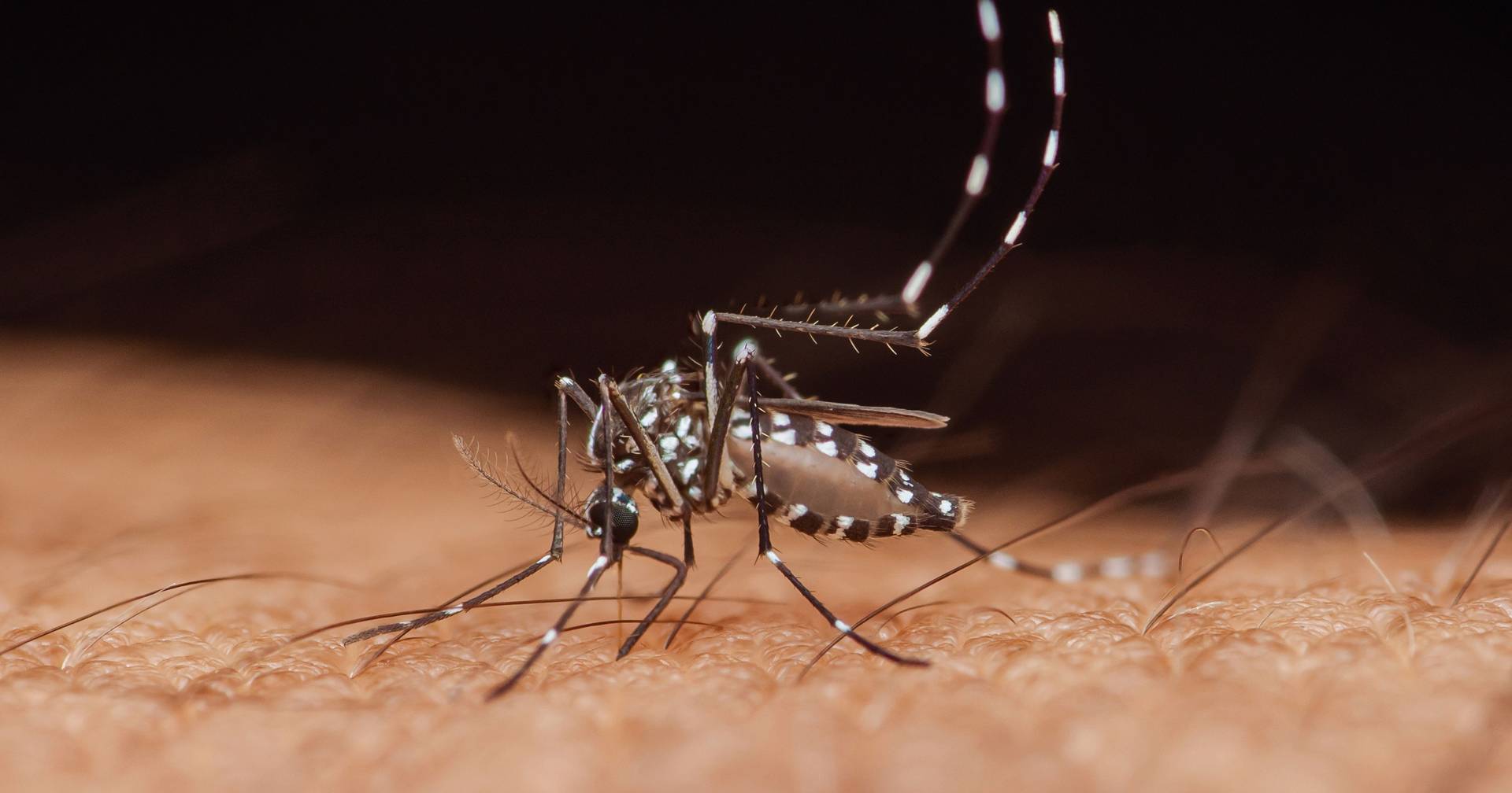 Febre do Nilo confirmada em Portugal, DGAV recomenda vacinação de cavalos