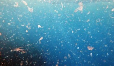 Novo estudo expõe como microplásticos confundem cálculos do carbono oceânico – Noticias R7