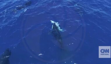 Orcas filmadas a caçar grandes tubarões brancos para comer os seus fígados