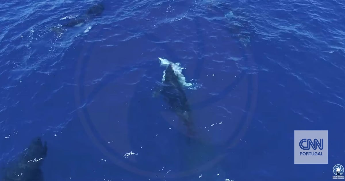 Orcas filmadas a caçar grandes tubarões brancos para comer os seus fígados