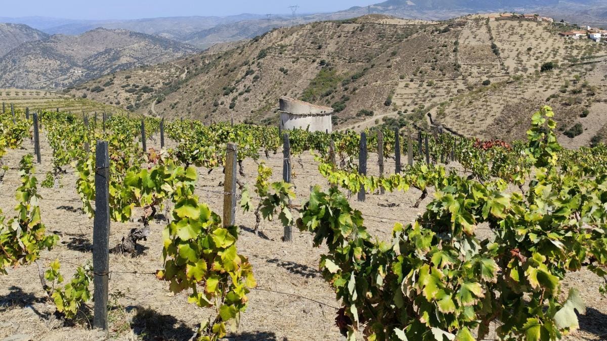 Este vinho é raro e não se sabe quando haverá um igual