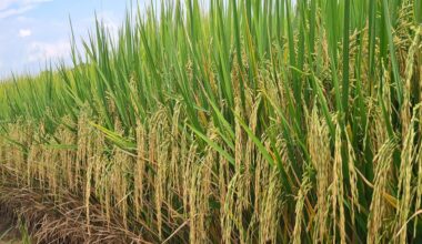 No arroz irrigado, pressão climática condiciona manejo, produtividade e emissões