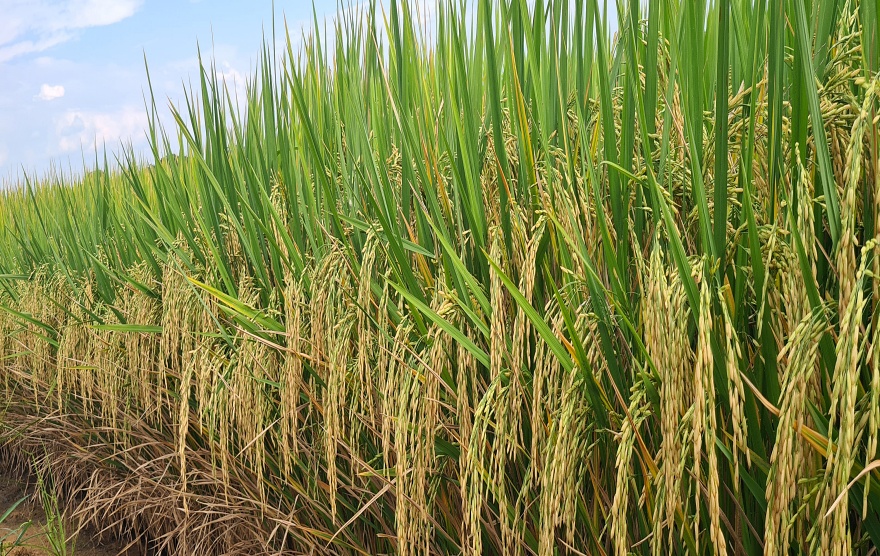 No arroz irrigado, pressão climática condiciona manejo, produtividade e emissões