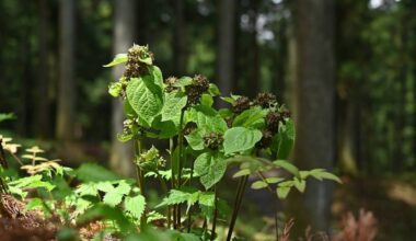 Planta japonesa atrai moscas com cheiro de formiga morta - 22/12/2025 - Ciência