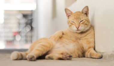 Teste clínico avalia remédio considerado ‘caneta emagrecedora’ para gatos – Noticias R7