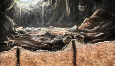 Abelhas criavam ninhos em ossos há milhares de anos - 19/12/2025 - Ciência