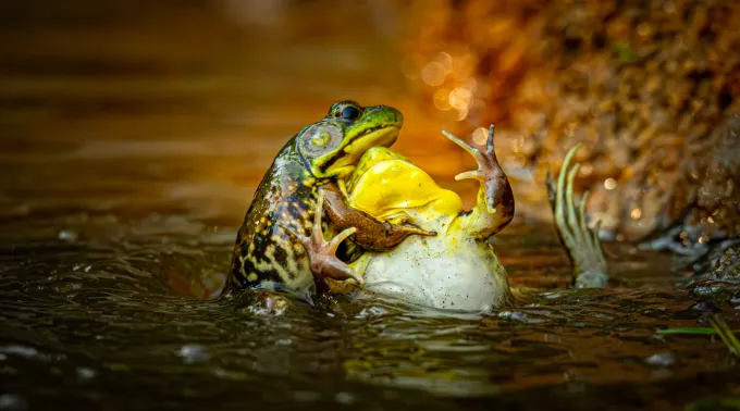 Nikon Comedy Wildlife Awards 2025