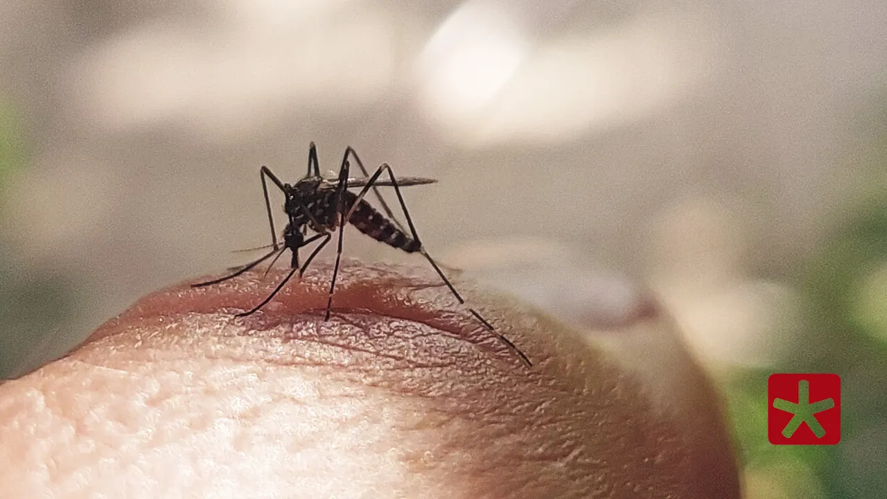 Estado registrou 165.900 casos prováveis da doença até 15 de dezembro deste ano