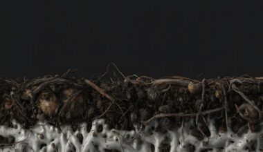 Construir a partir de fungos? Científicos propõem material que pode substituir o cimento