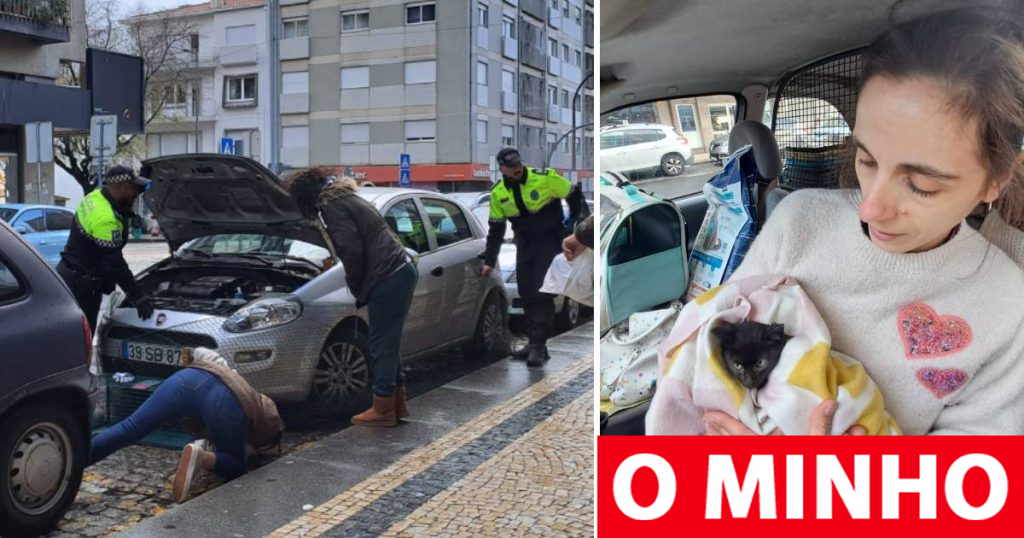 Gato foge ao frio mas fica preso no motor de um carro em Braga. O final é feliz