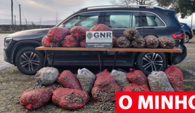 Apreendidos Mercedes, aguardente e 1.400kg de bivalves em Valença
