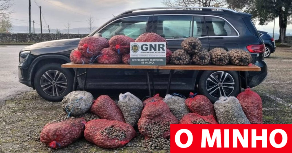 Apreendidos Mercedes, aguardente e 1.400kg de bivalves em Valença