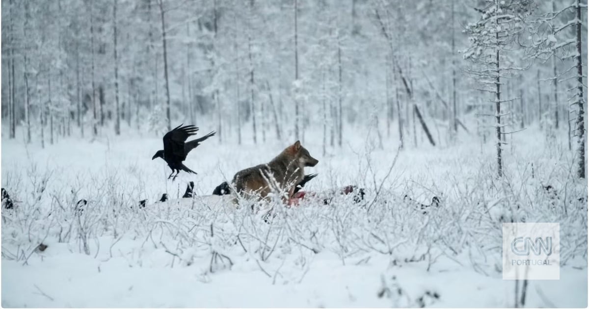 Como a guerra na Ucrânia está a aumentar o número de renas mortas na Finlândia
